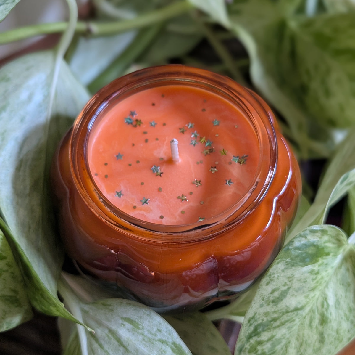 Mini Pumpkin Patch